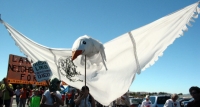 200_dove_of_peace_1crop.jpg