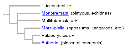 mammal_tree1.gif 