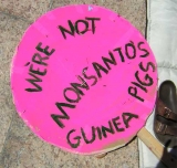 200_notmonsantosguinea.jpg