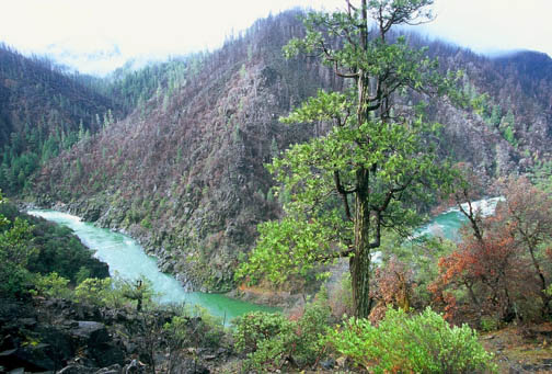 illinois_river_with_incense_cedar.jpgcnymaz.jpg 