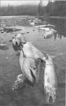 200_klamath-fish.jpg