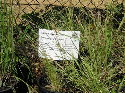 nativebunchgrass.jpg 