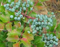 oregon_grape.jpg 