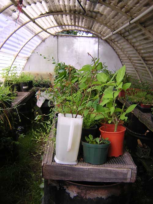 sbgmidgreenhouse.jpg 