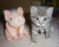 120_kittenandpig.jpg