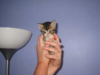 kitten_in_hands.jpg 