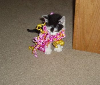 kitten_ribbons.jpg 
