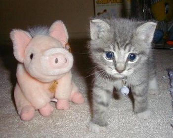 kittenandpig.jpg 
