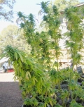 200_spikymarijuanaplants.jpg