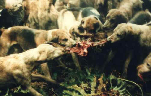 foxhunt7.jpg 