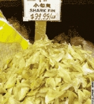 200_shark-fin.jpg