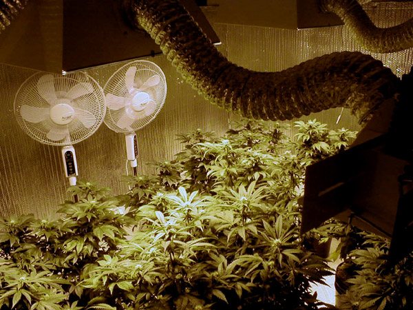3_growroom.jpg 