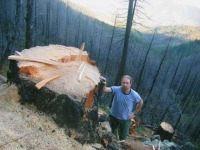 200_unit_11_big_stump_b.jpg
