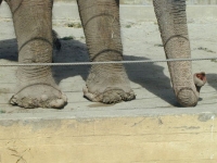 200_calle-feet-closeup2.jpg