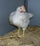 120_hawthorne_rescuedchicken.jpg