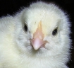 120_cheep1small_1.jpg