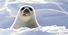 seal_pup.jpg 