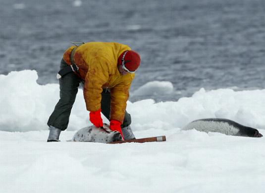 sealer_at_work-_skinning_beater_harpseals__over_40__are_skinned_alive_.jpg 