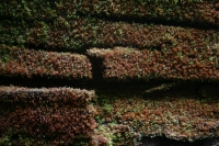 200_moss2_1.jpg