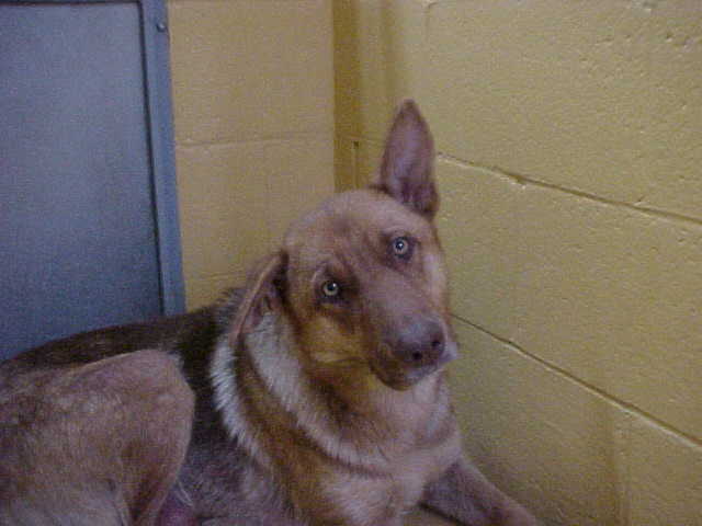 dog_fairy_animal_control_shelter_scheduled_for_euthanizatioin_3288.jpg 