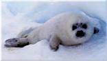 babyharpseal_sea_shepherd.jpg