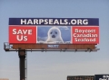 120_harpsealsbillboardwaittomaha.jpg