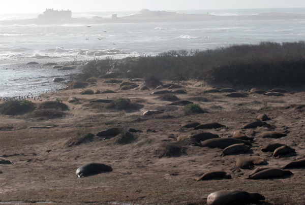 ano-nuevo-island_1-4-06.jpg 