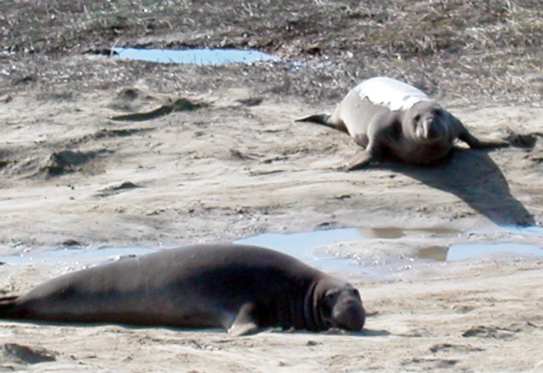 elephant-seals_1-4-06.jpg 