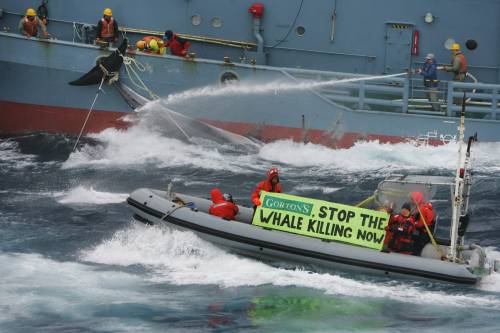 greenpeace_20060111_stopthewhalekilling.jpg 