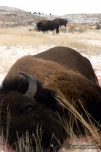 200_bison_dead.jpg