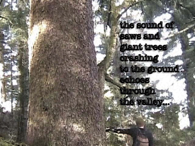 spruce_caption.gif 