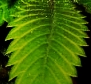 leaf.jpg 