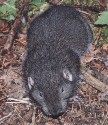 aplodon_pic_2.jpg 