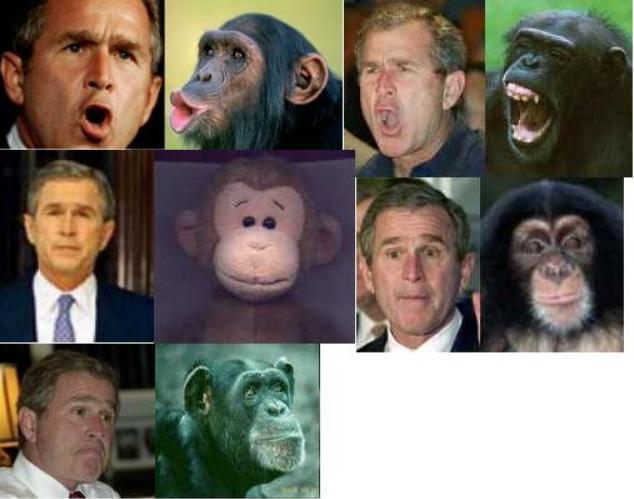 bush_chimp.jpg 