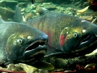 200_coho_sam_better_quality_sm.jpglvpy5m.jpg