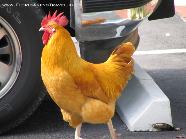 key-west-chickens.jpg 