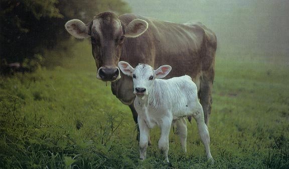 mother-cow-and-calf.jpg 