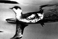 200_marbled_murrelet_swimming.jpg