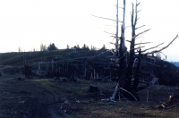 200_clearcut4.jpg