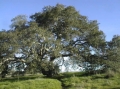 120_arana_oak1.jpg