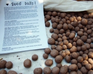 200_seed-balls_7-9-06.jpg
