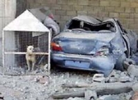 200_dog_bombed_car.jpg