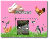 200_swans.jpg