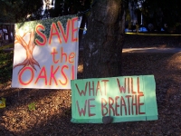 200_treesitoaks008.jpg