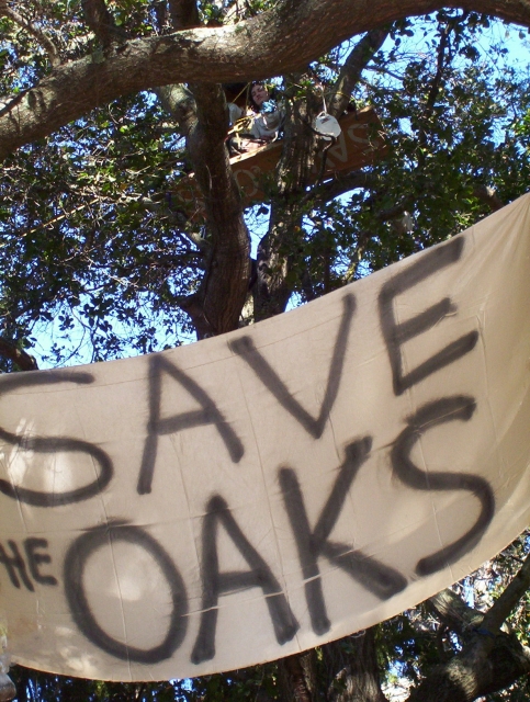 640_treesitoaks2008.jpg 