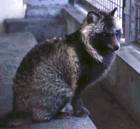 Macy's has pulled from its shelves and its website two styles of Sean John hooded jackets, originally advertised as featuring faux fur, after an investigation by the nation's largest animal protecti