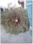 200_christmas_tree.jpg