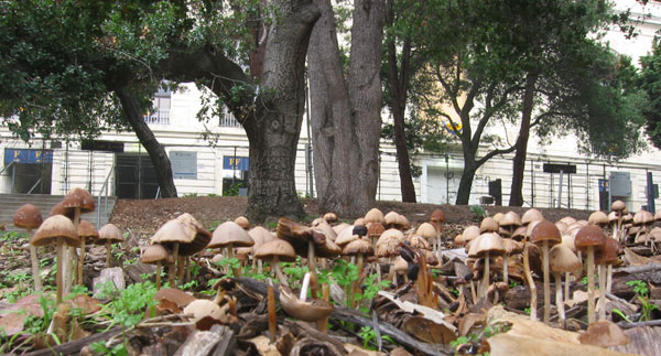 mushrooms-trees-stadium600w.jpg 