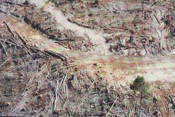 clearcut.jpg 