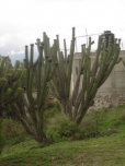 200_cactus-oaxaca.jpg